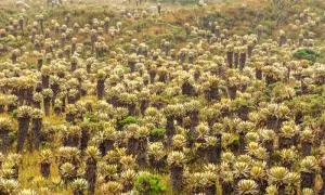 Frailejón Ernesto Pérez y su gran impacto en las redes sociales